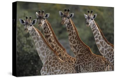 Stretched Canvas Print, , small