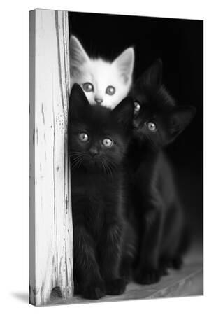 Stretched Canvas Print, , small