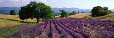 Premium Photographic Print, , small