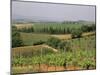 Vines and Vineyards on Rolling Countryside in the Heart of the Chianti District North of Siena-Pearl Bucknall-Mounted Photographic Print