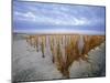 Beach in the Early Morning, Darss, Mecklenburg-Vorpommern, Germany-Thorsten Milse-Mounted Photographic Print