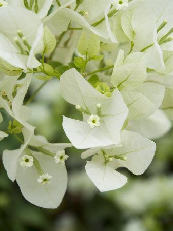 Photographic Print, , small