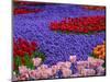 Tulips in Keukenhof Gardens, Amsterdam, Netherlands-Keren Su-Mounted Photographic Print