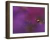 Honeybee Pollinating New England Aster Blossom, Michigan, USA-Mark Carlson-Framed Photographic Print