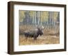 Bull Moose in Snowstorm with Aspen Trees in Background, Grand Teton National Park, Wyoming, USA-Rolf Nussbaumer-Framed Photographic Print