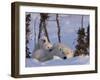 Polar Bear with Cubs, (Ursus Maritimus), Churchill, Manitoba, Canada-Thorsten Milse-Framed Photographic Print