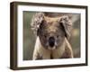 Koala Bear (Phascolarctos Cinereus), Phillip Island, Victoria, Australia, Pacific-James Hager-Framed Photographic Print