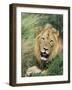 Male Lion, Panthera Leo, Kruger National Park, South Africa, Africa-Ann & Steve Toon-Framed Photographic Print