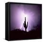 Cactus Silhouetted Against Lightning, Tucson, Arizona, USA-Tony Gervis-Framed Stretched Canvas