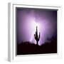 Cactus Silhouetted Against Lightning, Tucson, Arizona, USA-Tony Gervis-Framed Photographic Print