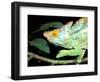 Parson's Chameleon, La Madraka Farm, Madagascar-Pete Oxford-Framed Photographic Print