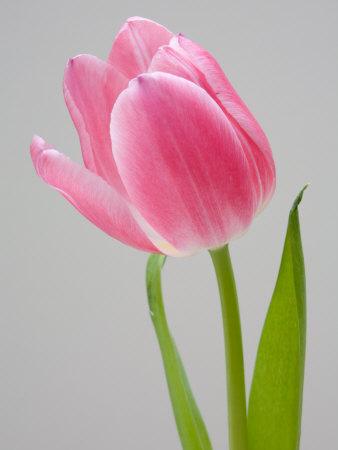 Premium Photographic Print, , small