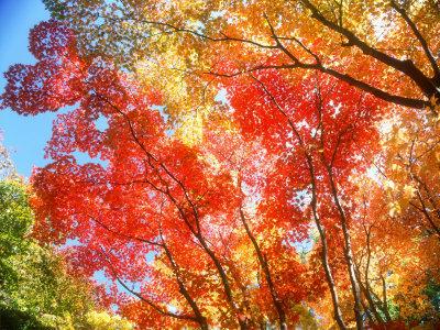 Premium Photographic Print, , small