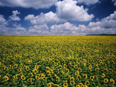 Premium Photographic Print, , small