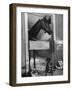 Horse of the Year, Kelso, Standing in His Stall-George Silk-Framed Photographic Print