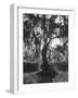 Moss Covered Trees-Eliot Elisofon-Framed Photographic Print