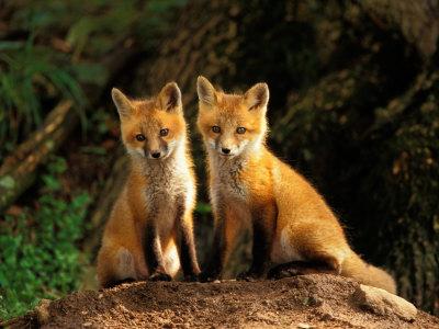 Premium Photographic Print, , small