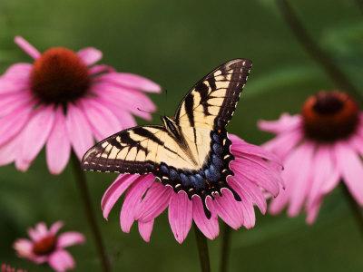 Premium Photographic Print, , small