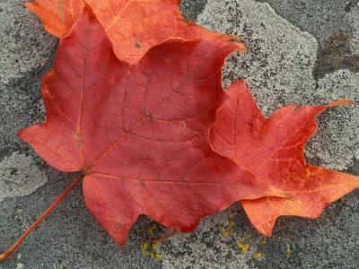 Premium Photographic Print, , small
