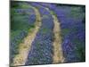 Tracks in Bluebonnets, near Marble Falls, Texas, USA-Darrell Gulin-Mounted Photographic Print