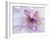 Purple Flower-Michele Westmorland-Framed Premium Photographic Print