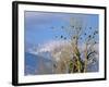 Bald Eagles in the Bitterroot Valley near Hamilton, Montana, USA-Chuck Haney-Framed Photographic Print