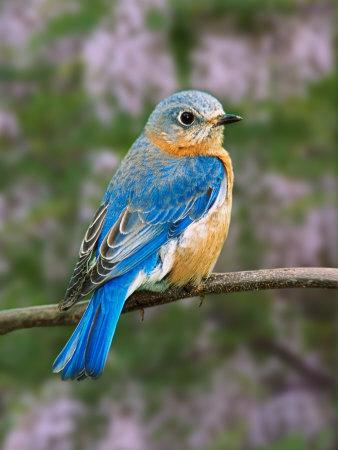 Premium Photographic Print, , small