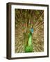 Peacock Displaying Feathers-Lisa S. Engelbrecht-Framed Photographic Print