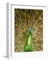 Peacock Displaying Feathers-Lisa S. Engelbrecht-Framed Photographic Print