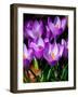 Crocus, Reading, Massachusetts-Lisa S. Engelbrecht-Framed Photographic Print