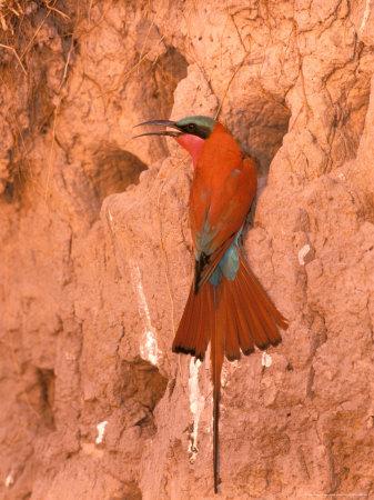 Premium Photographic Print, , small
