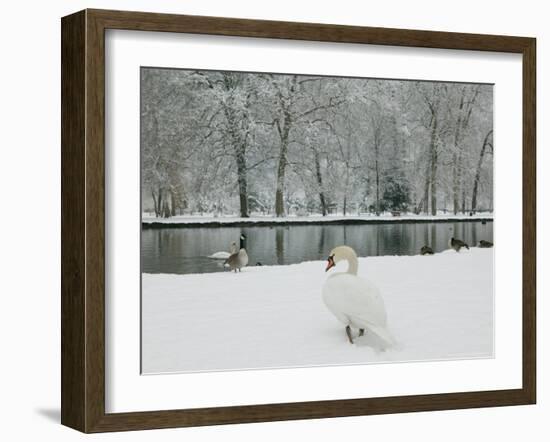 Chateau de Vizille Park, Swan Lake, Vizille, Isere, French Alps, France-Walter Bibikow-Framed Photographic Print