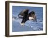 Bald Eagle in Flight with Fish in Kachemak Bay, Alaska, USA-Steve Kazlowski-Framed Photographic Print