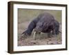 Monitor Lizard, Called the "Komodo Dragon", on the Island of Flores-Larry Burrows-Framed Photographic Print