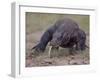 Monitor Lizard, Called the "Komodo Dragon", on the Island of Flores-Larry Burrows-Framed Photographic Print