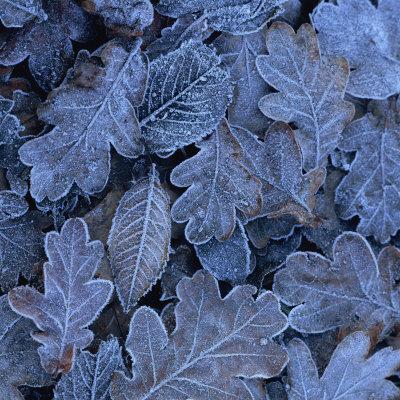 Photographic Print, , small