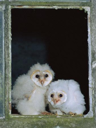 Premium Photographic Print, , small