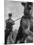 German Shepherd Trained to Protect Bombers at Sac Loring Air Force Base-null-Mounted Photographic Print