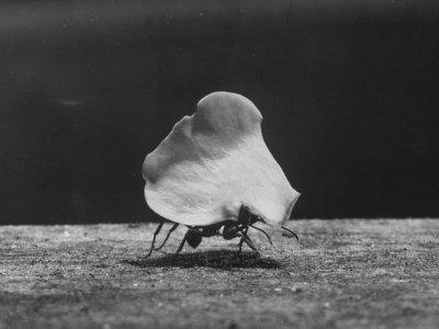 Photographic Print, , small