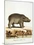 Color Lithographs with African Animals-null-Mounted Giclee Print