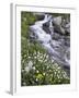 Stream Through Wildflowers, American Basin, Uncompahgre National Forest, Colorado, USA-James Hager-Framed Photographic Print