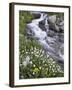 Stream Through Wildflowers, American Basin, Uncompahgre National Forest, Colorado, USA-James Hager-Framed Photographic Print