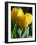 Close-Up of Yellow Tulips at Lisse, Netherlands, Europe-Murray Louise-Framed Photographic Print