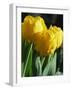 Close-Up of Yellow Tulips at Lisse, Netherlands, Europe-Murray Louise-Framed Photographic Print