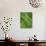 Fresh Green Ferns in A Row, Olympic National Park, Washington, USA-Terry Eggers-Photographic Print displayed on a wall