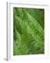 Fresh Green Ferns in A Row, Olympic National Park, Washington, USA-Terry Eggers-Framed Photographic Print