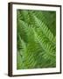 Fresh Green Ferns in A Row, Olympic National Park, Washington, USA-Terry Eggers-Framed Photographic Print