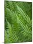 Fresh Green Ferns in A Row, Olympic National Park, Washington, USA-Terry Eggers-Mounted Photographic Print
