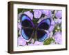 The Midnight Blue Butterfly from Peru-Darrell Gulin-Framed Photographic Print