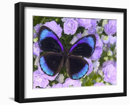 The Midnight Blue Butterfly from Peru-Darrell Gulin-Framed Photographic Print